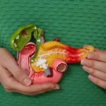 Allerta pancreas: i cibi che lo mettono a rischio